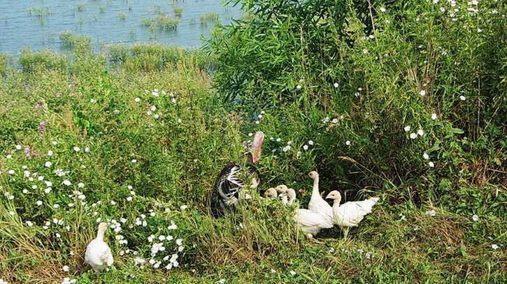 2012.07.25 - Обское МорЭ_28.jpg
