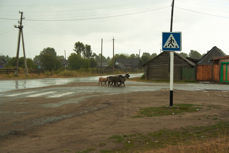 Бараны в Н. Николаевке