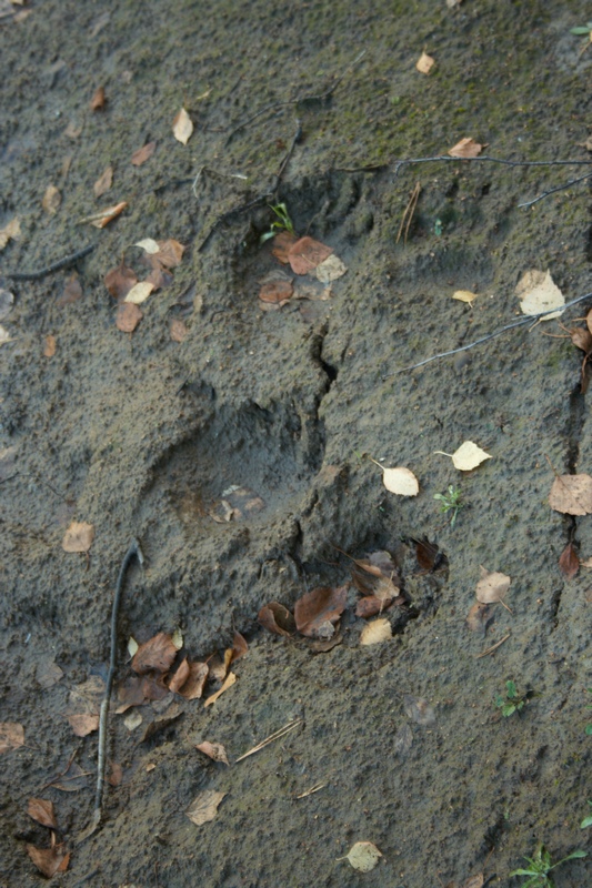 Раскалы 2012 11.jpg