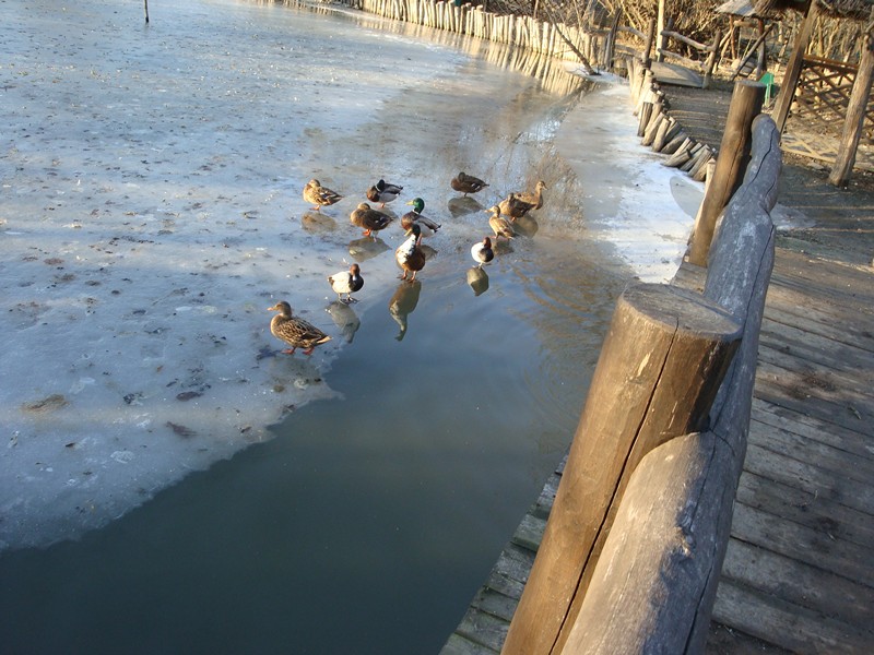 DSC09573.jpg