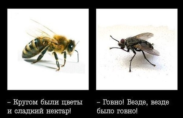 bee vs fly.jpg