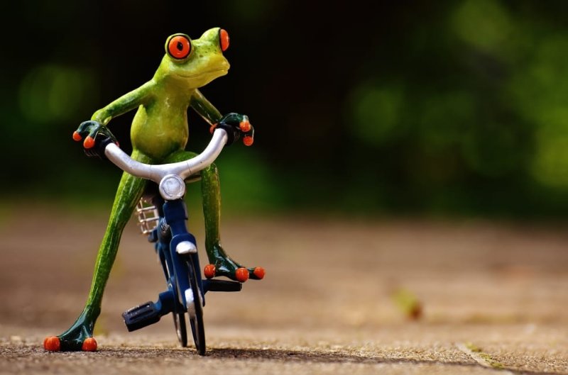 frog-bike-funny-cute-sweet-fig-wallpaper-preview.jpg