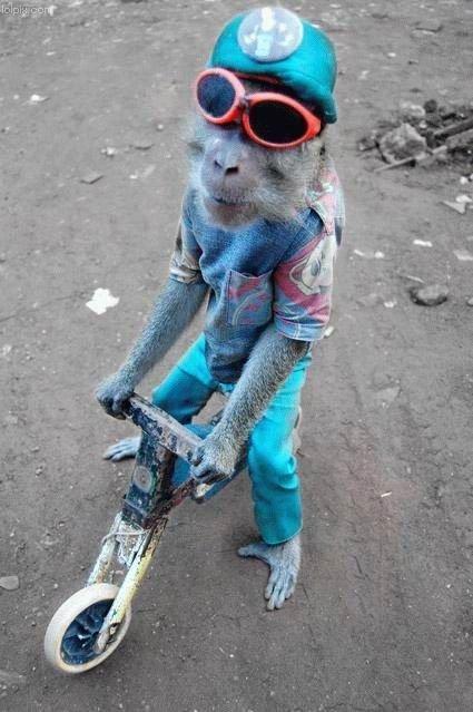 monkey.jpg